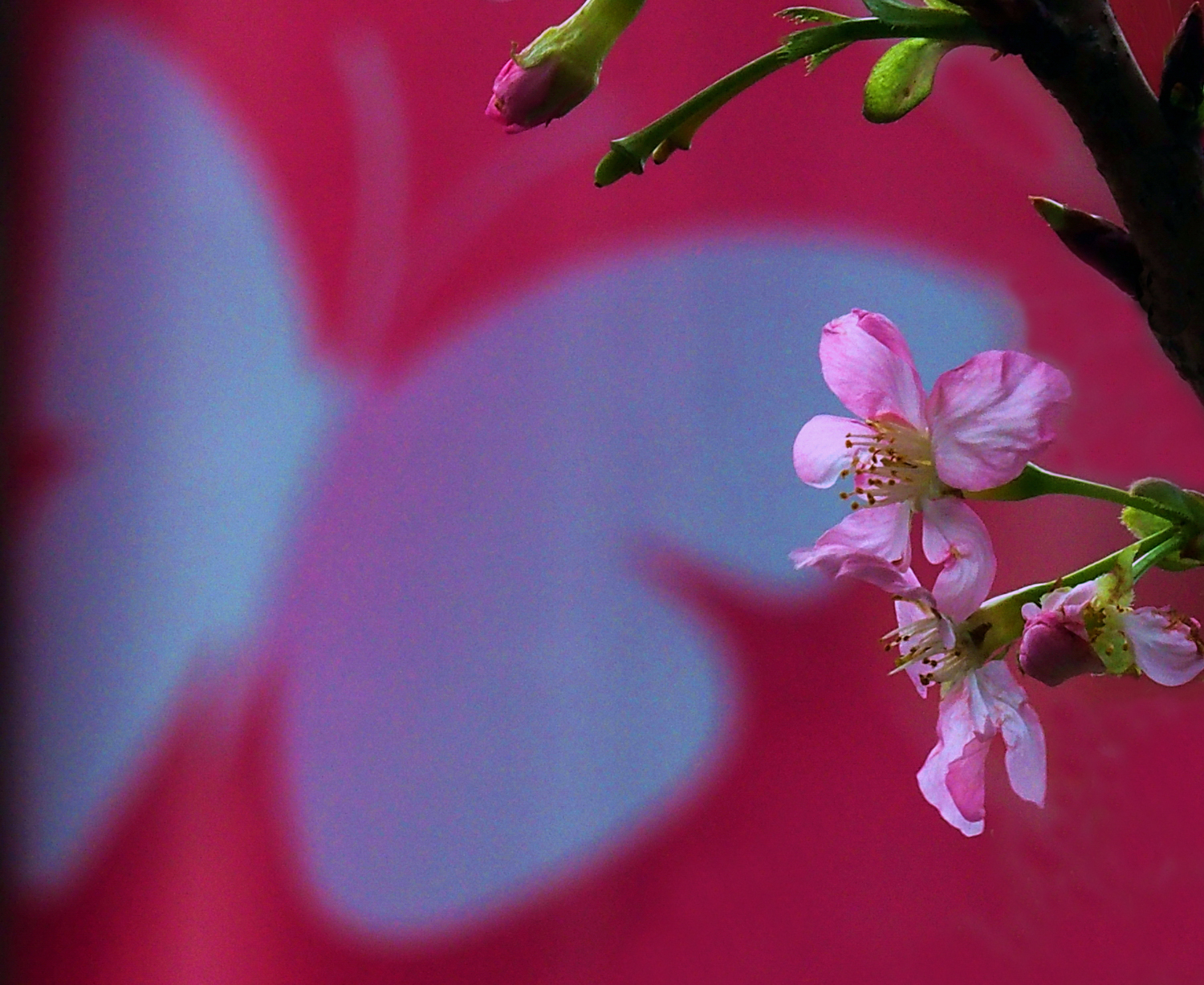 陳永鑑櫻桃花作品20260410f.JPG