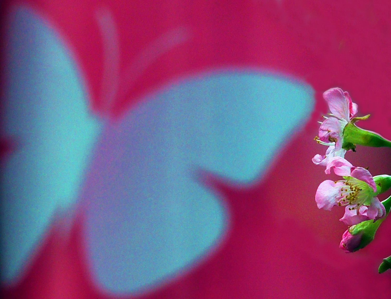 陳永鑑櫻桃花作品20260410e.JPG