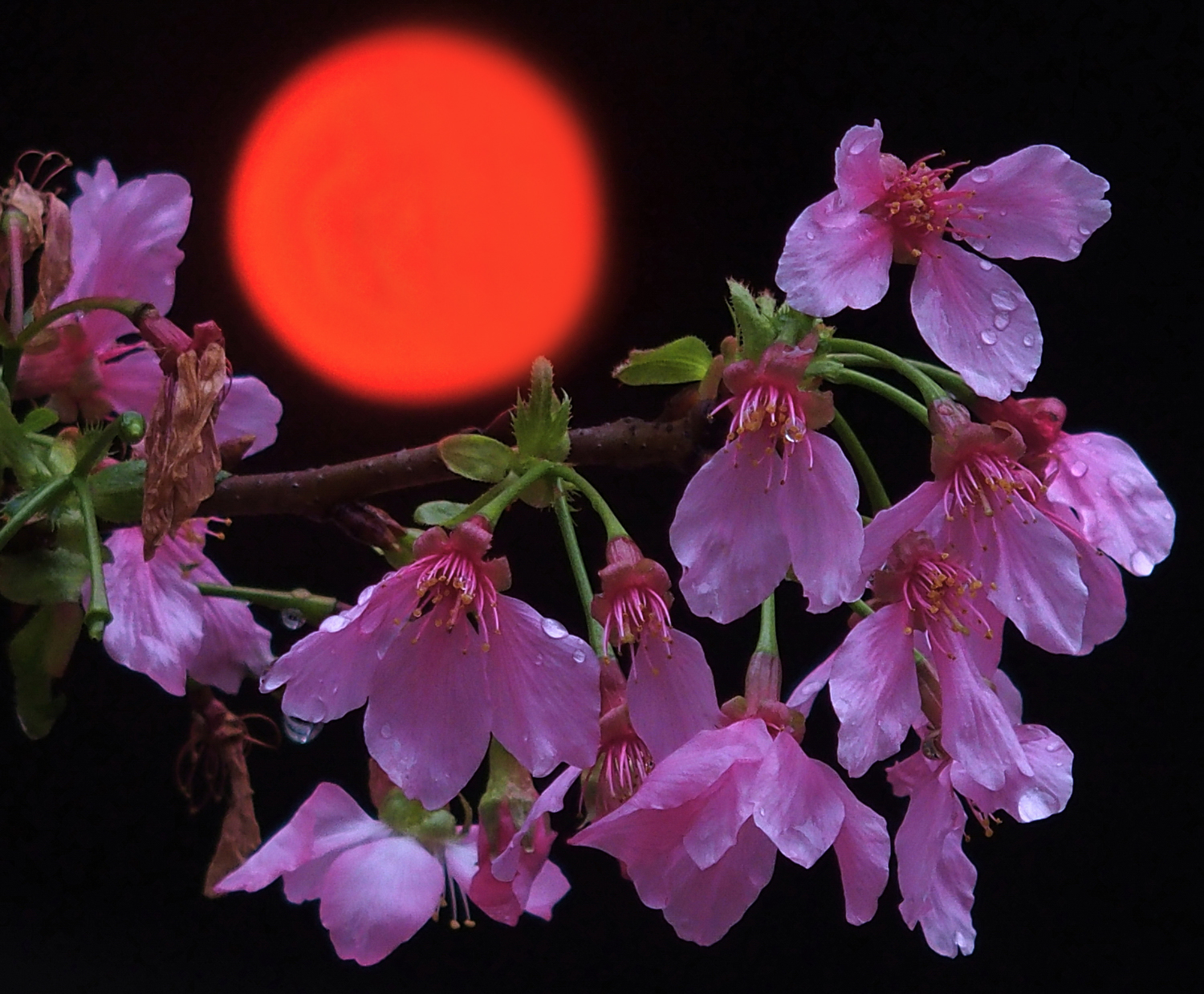 陳永鑑櫻桃花作品20260410q.JPG