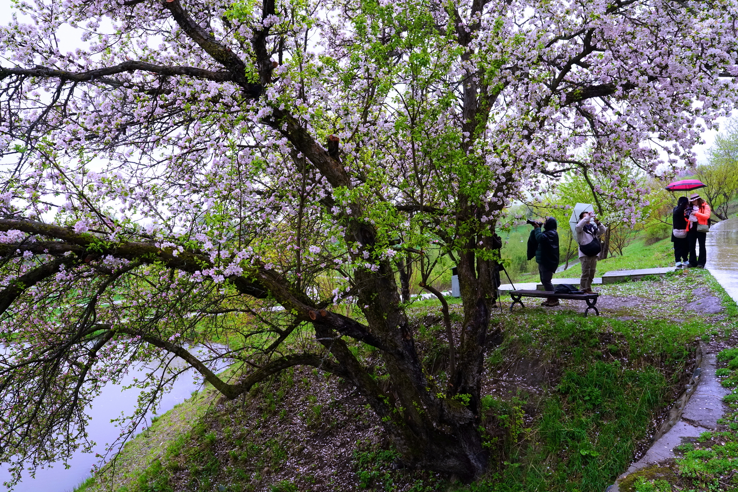 陳永鑑新彊10 日遊20260427n.JPG