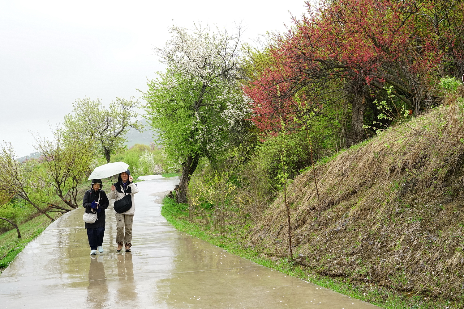 陳永鑑新彊10 日遊20260427k.JPG