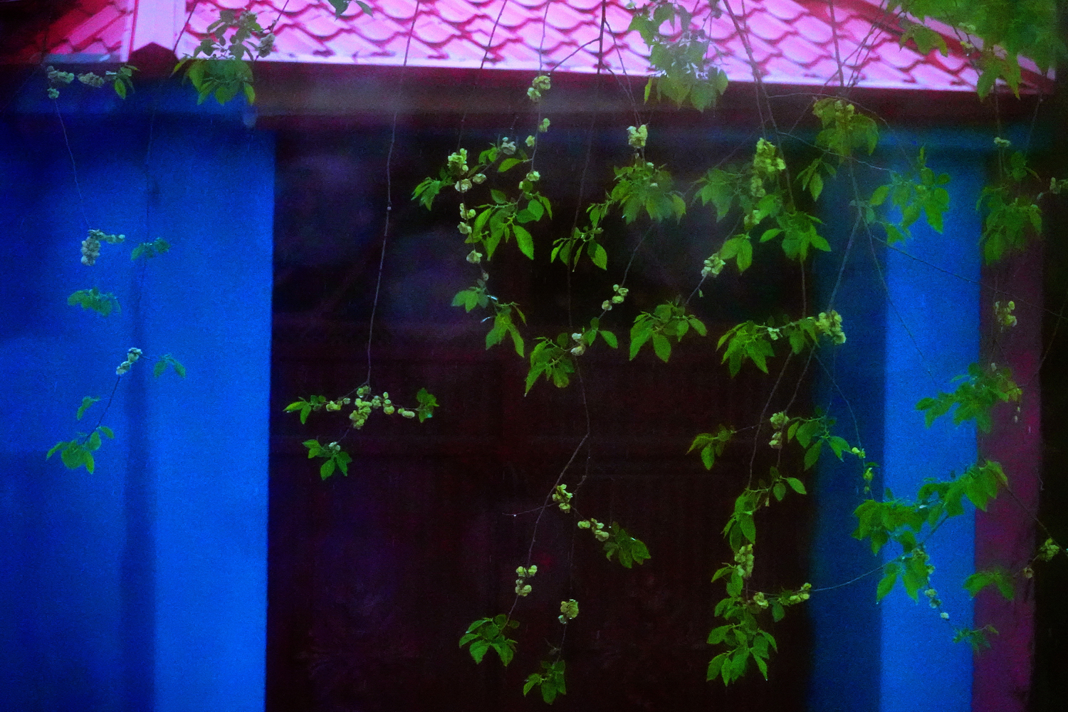陳永鑑新彊10 日遊20260504o.JPG