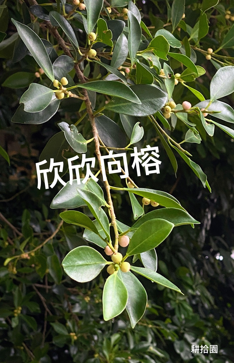鄭育宏早安作品20250819.jpg