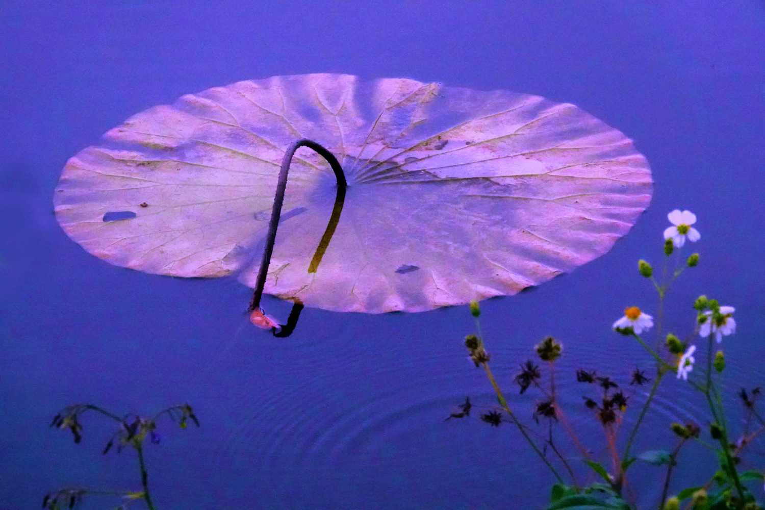 陳永鑑_荷系列_20260428c.JPG
