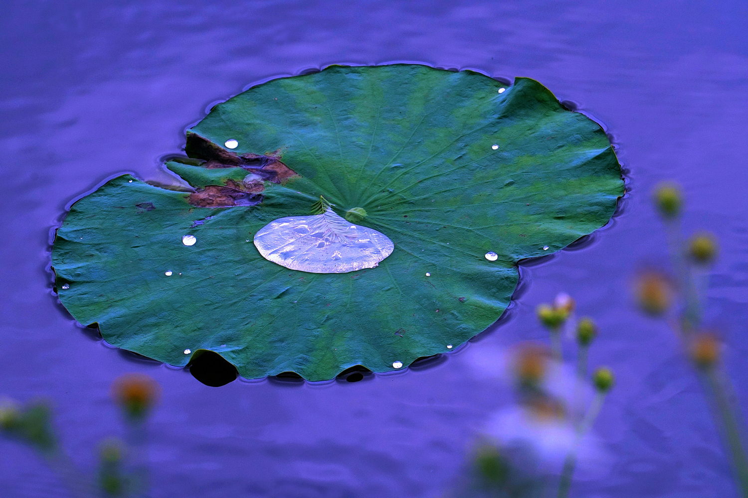 陳永鑑_荷系列_20260507e.JPG