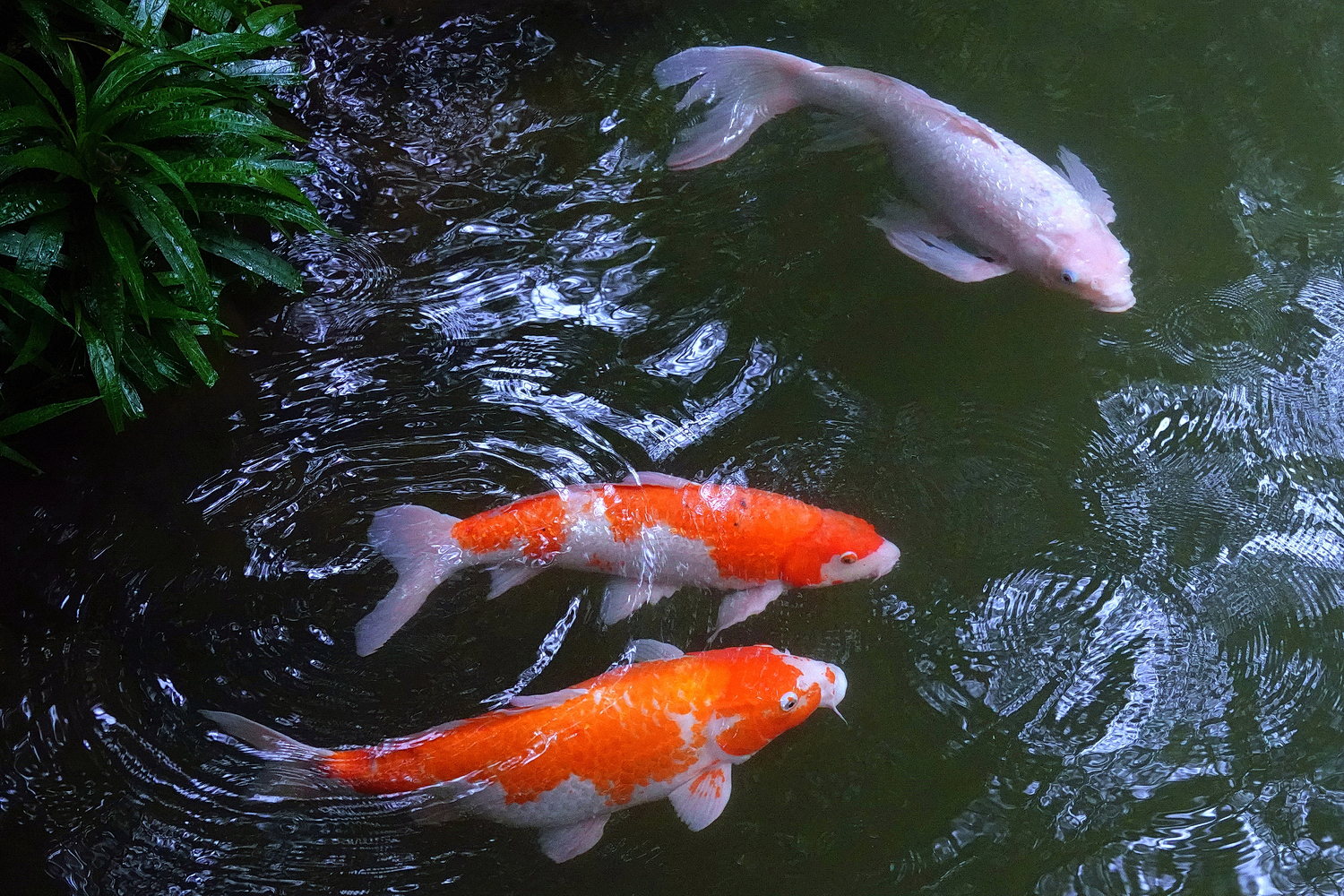 陳永鑑_錦鯉遊緃_20260618a.JPG