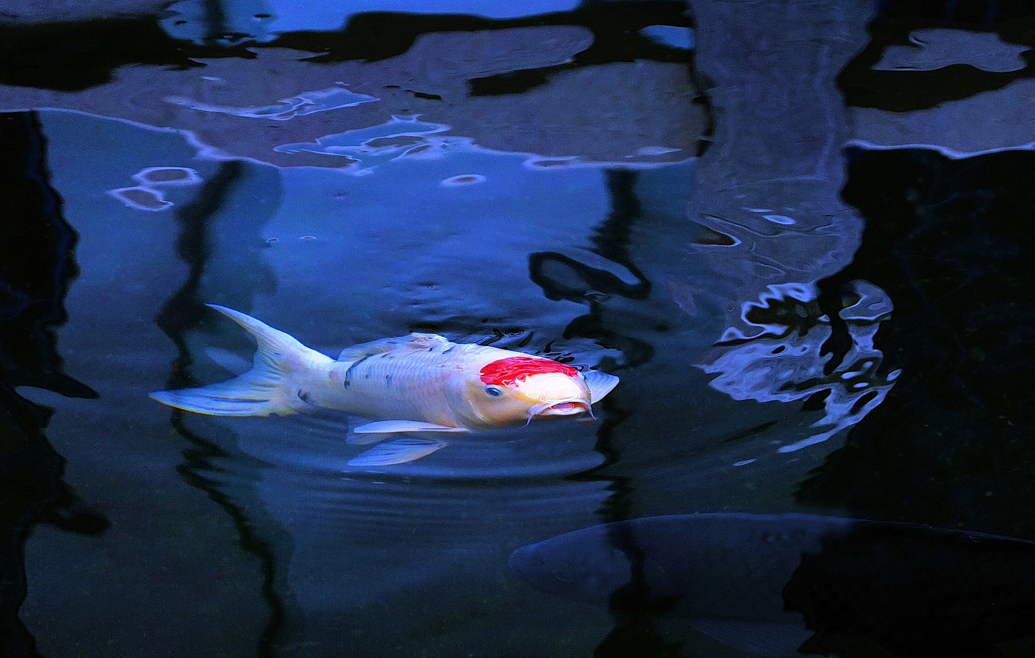 陳永鑑_錦鯉遊緃_20260521b.JPG