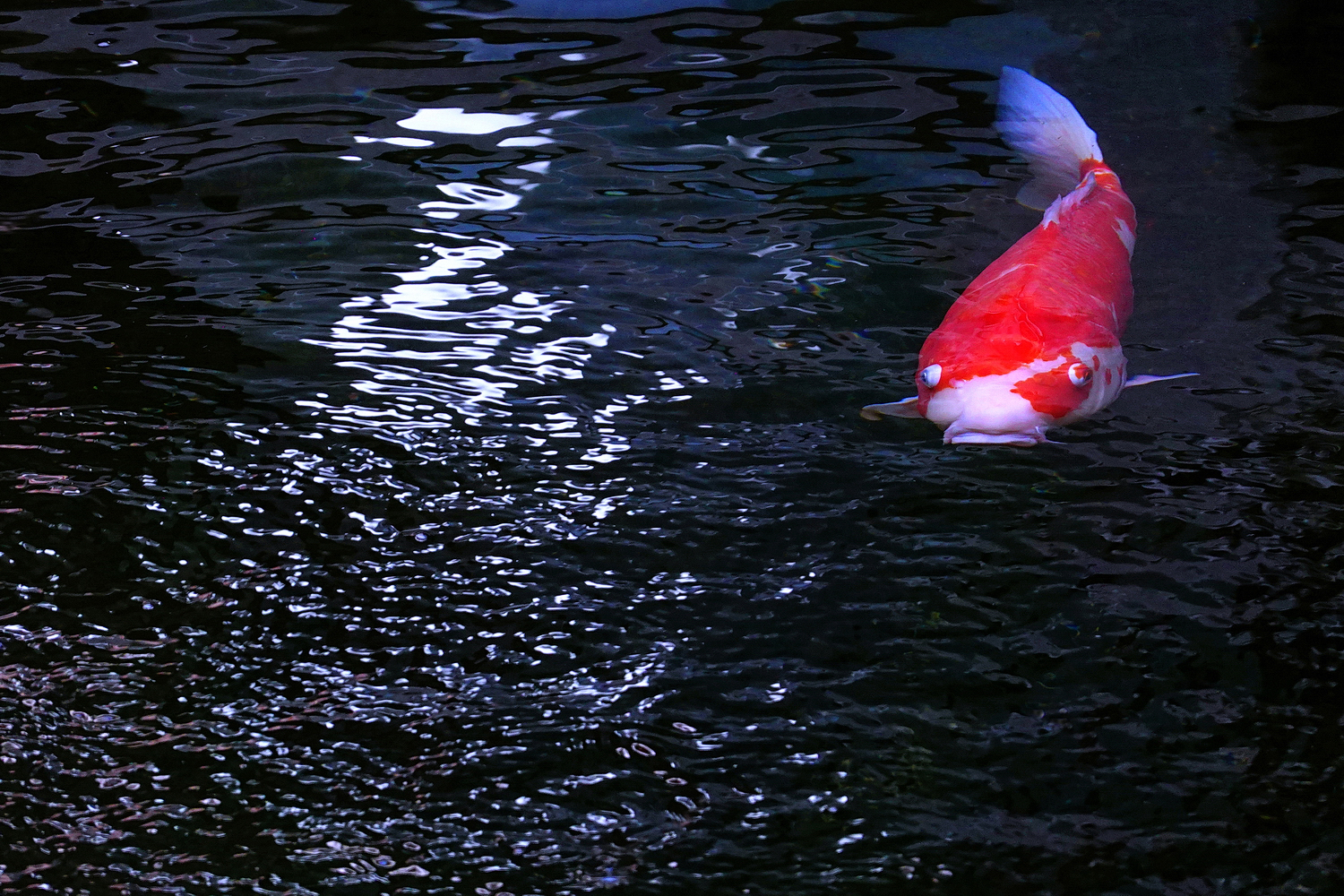 陳永鑑_錦鯉遊緃_20260629b.JPG
