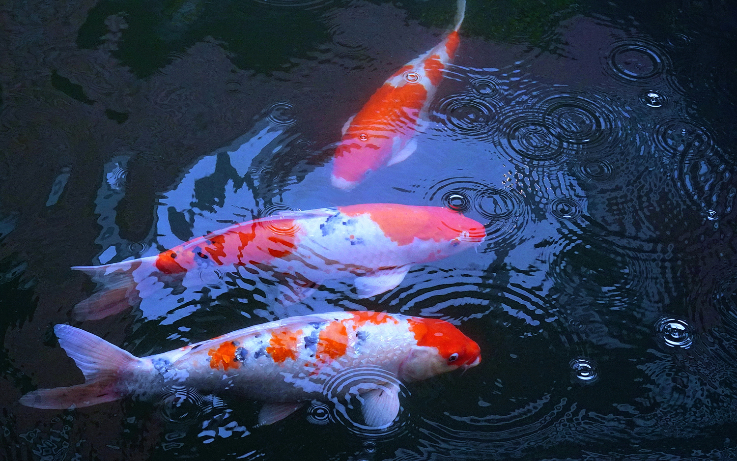 陳永鑑_錦鯉遊緃_20260708a.JPG