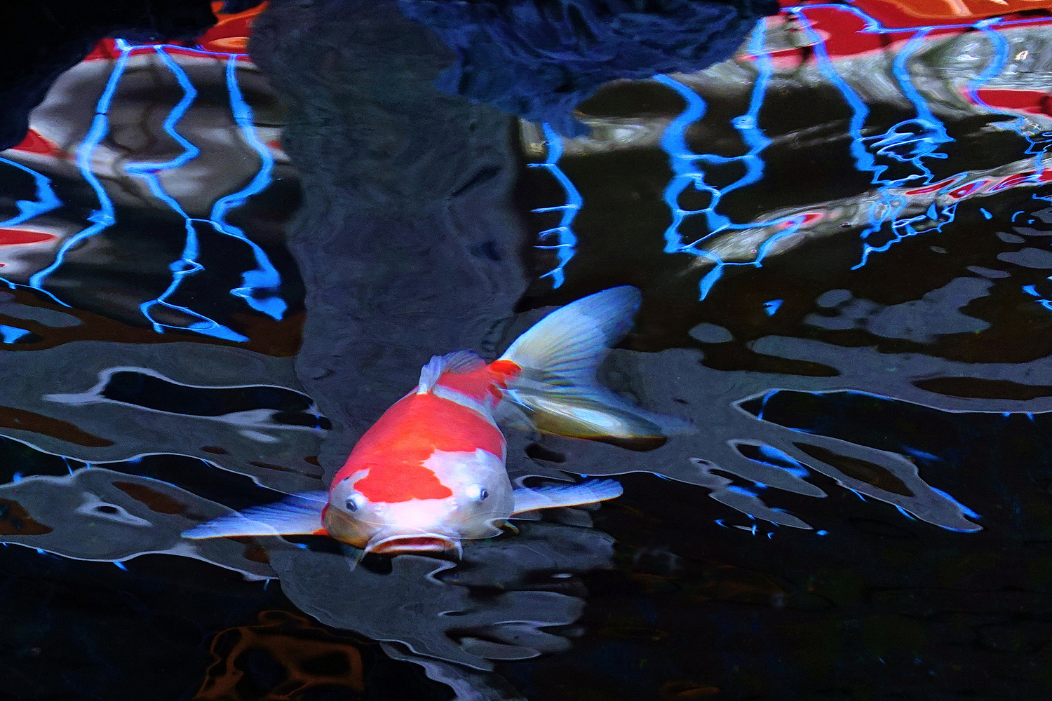 陳永鑑_錦鯉遊緃_20260630c.JPG