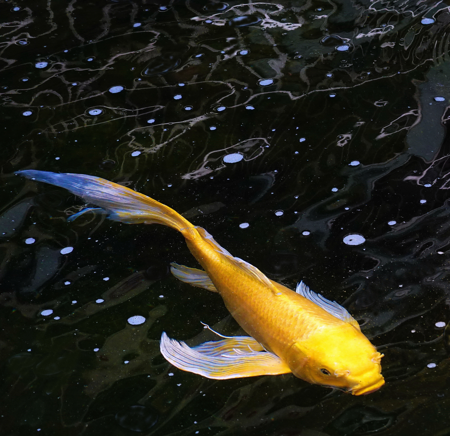 陳永鑑_錦鯉遊緃_20260630a.JPG