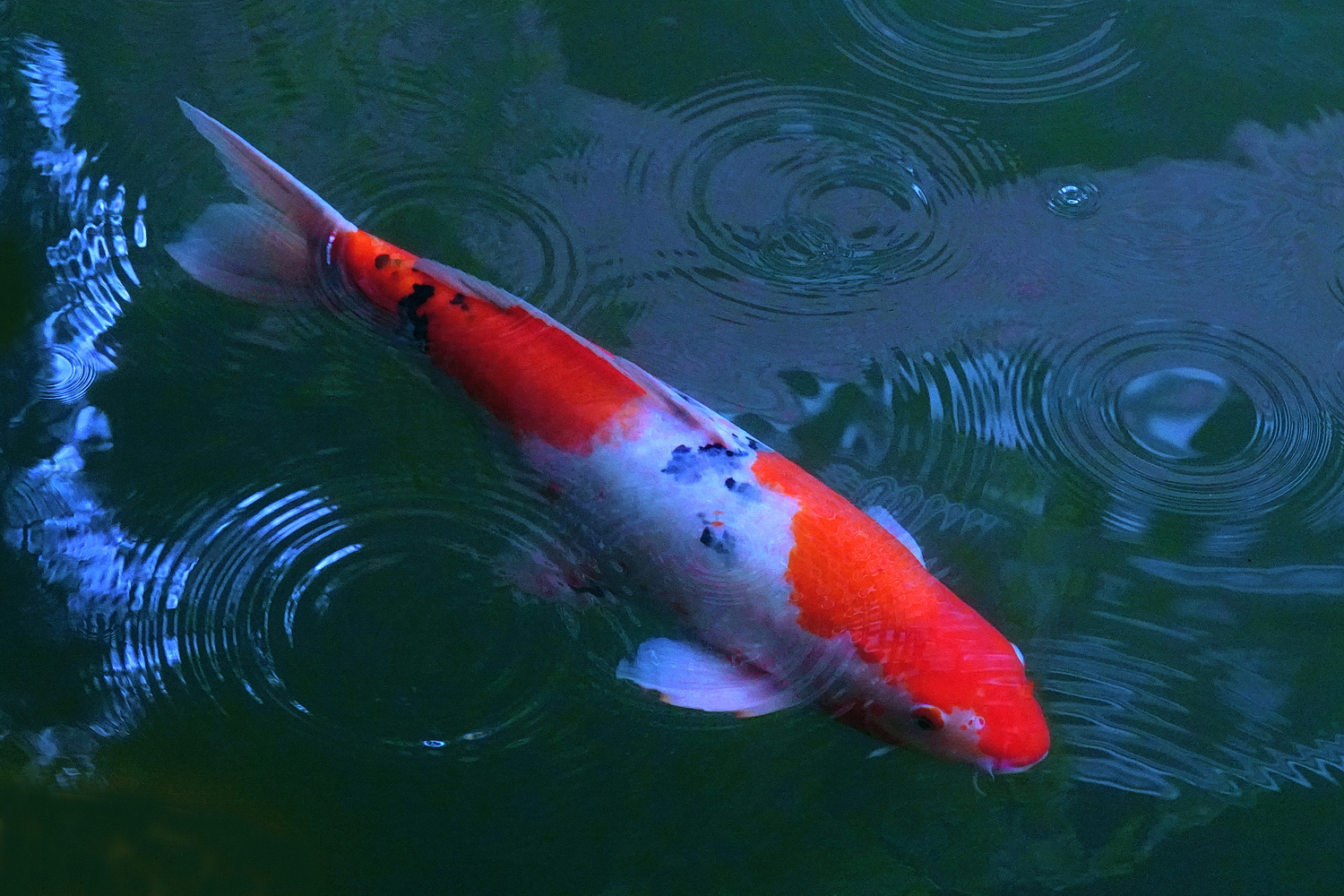 陳永鑑_錦鯉遊緃_20260716a.JPG