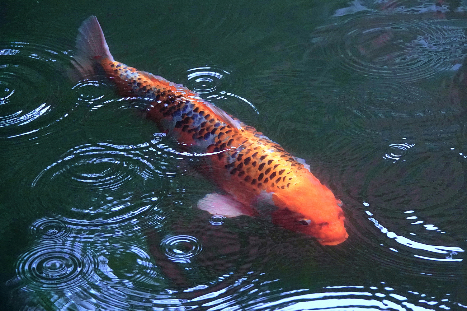 陳永鑑_錦鯉遊緃_20260723e.JPG