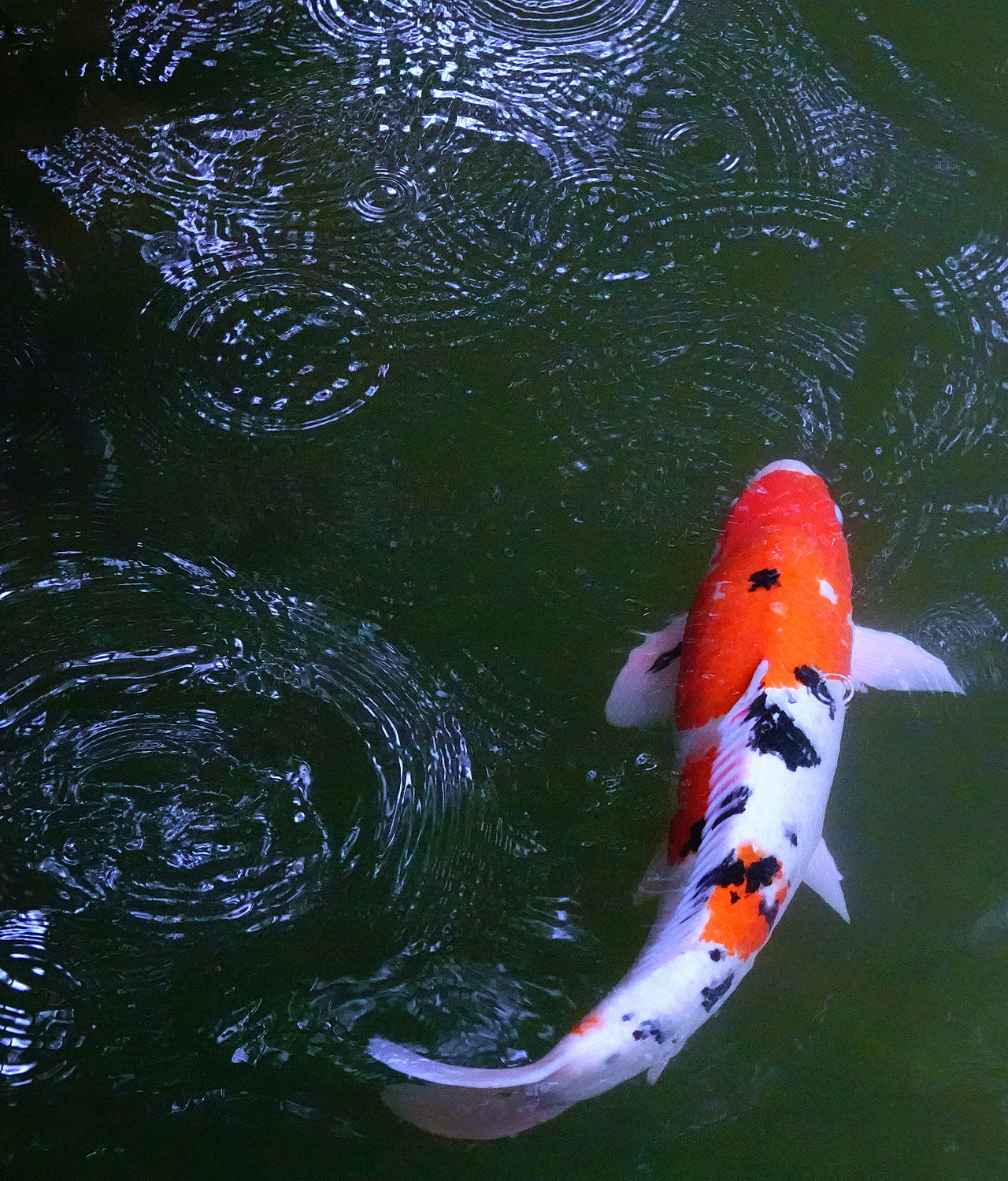 陳永鑑_錦鯉遊緃_20260724f.JPG