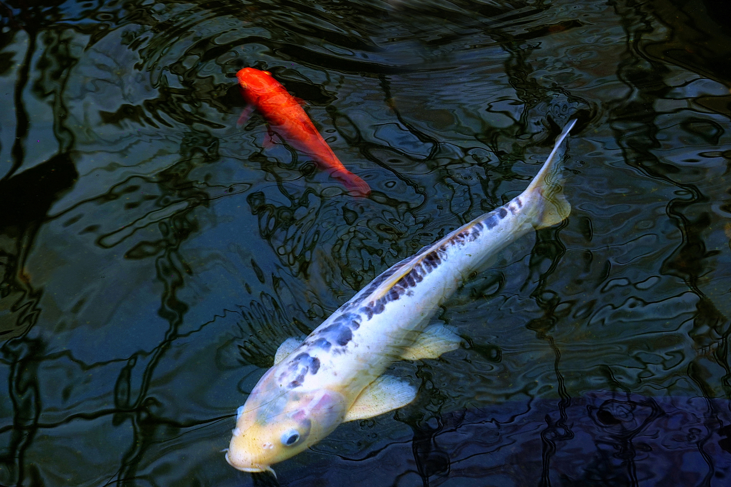 陳永鑑_錦鯉遊緃_20260825a.JPG