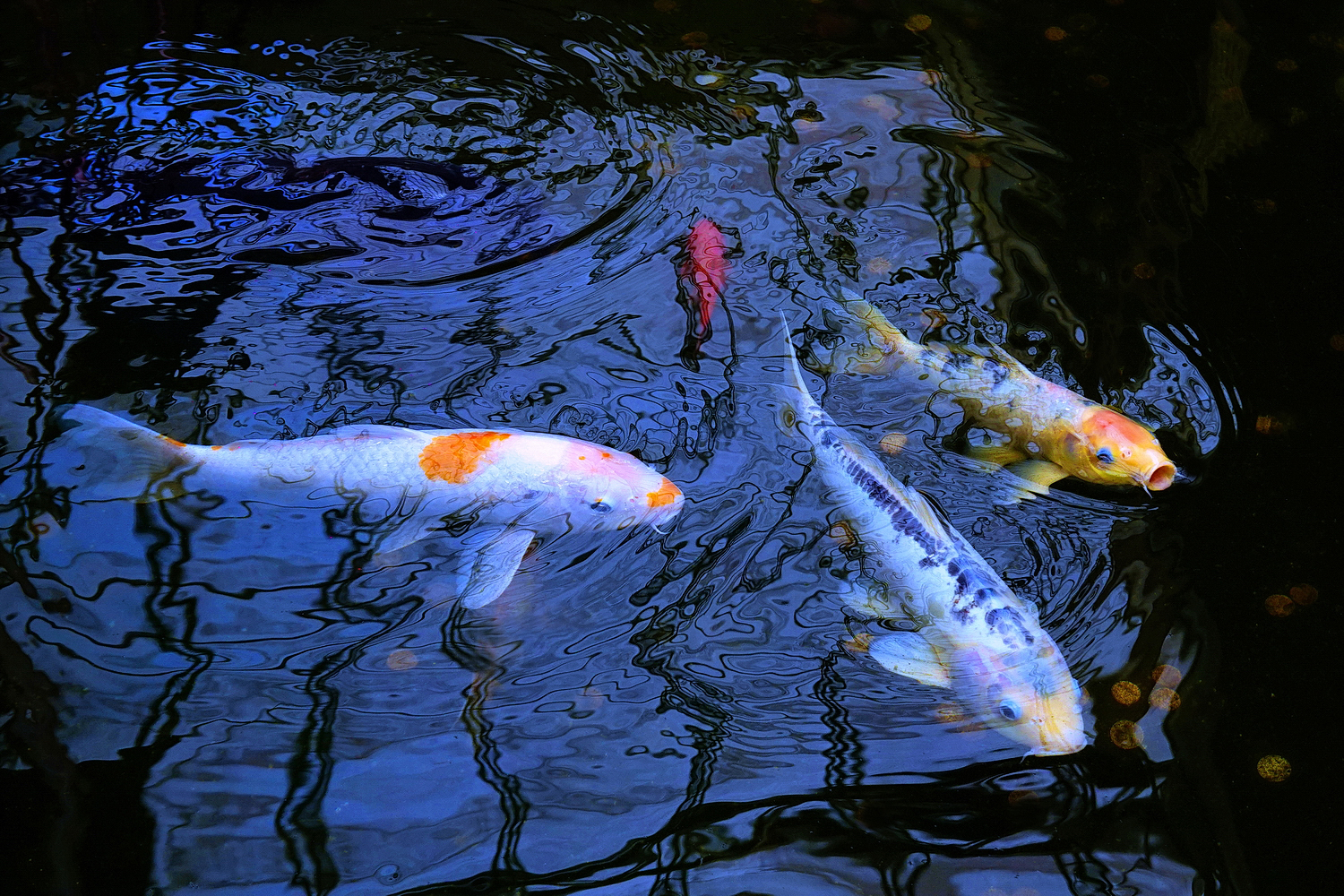 陳永鑑_錦鯉遊緃_20260825g.JPG