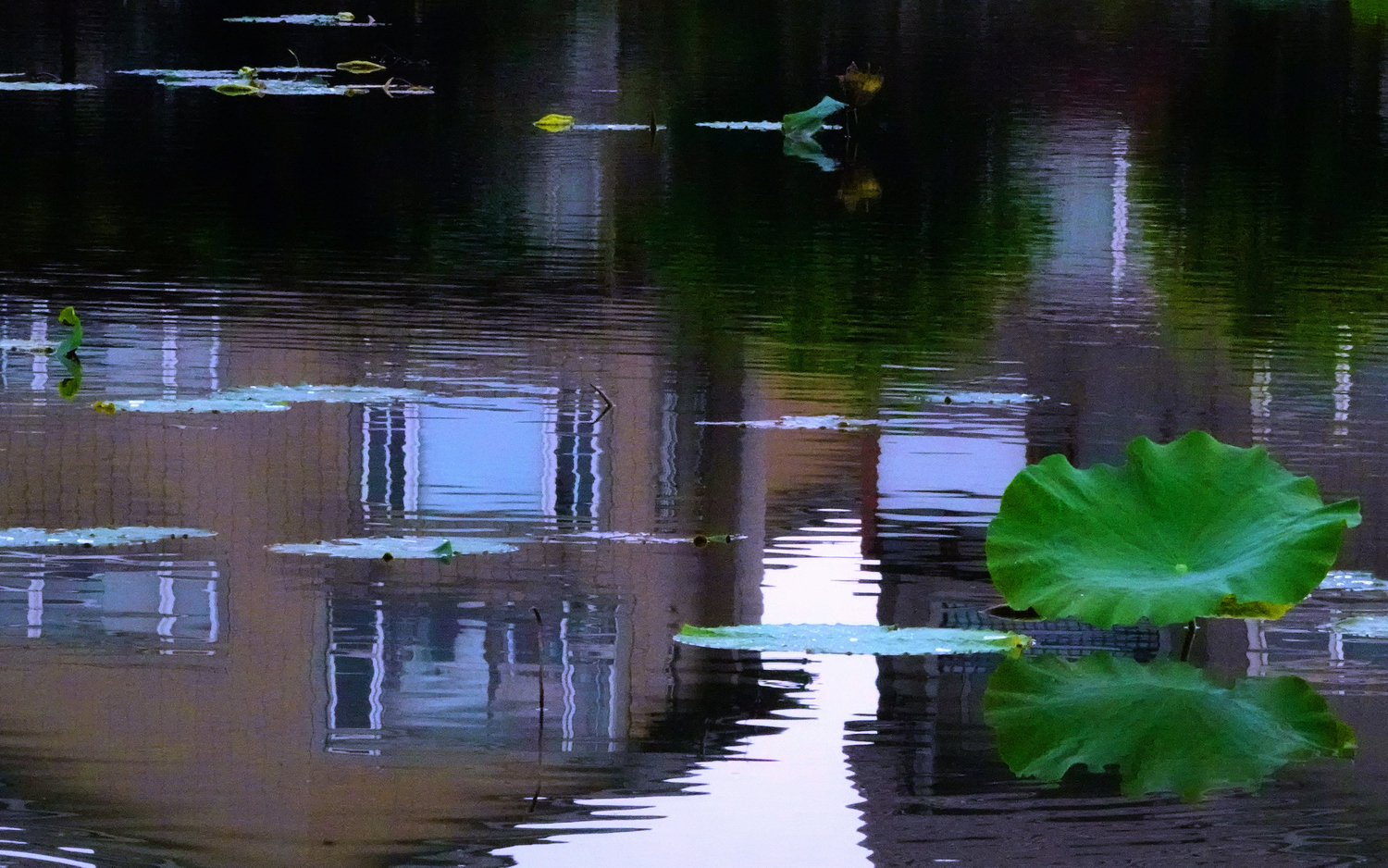 陳永鑑_荷系列_20260619c.JPG
