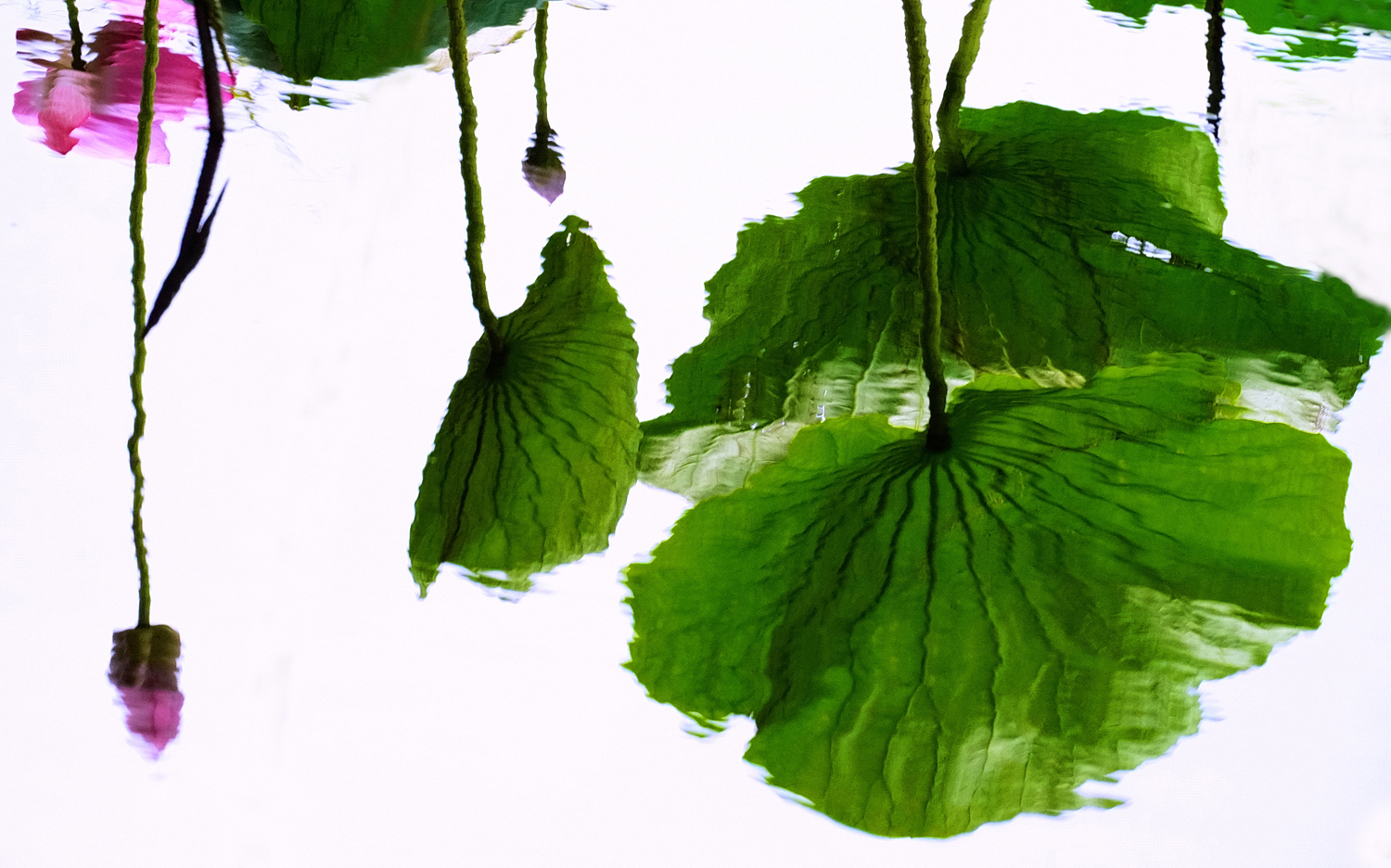 陳永鑑_荷系列_20260717l.JPG