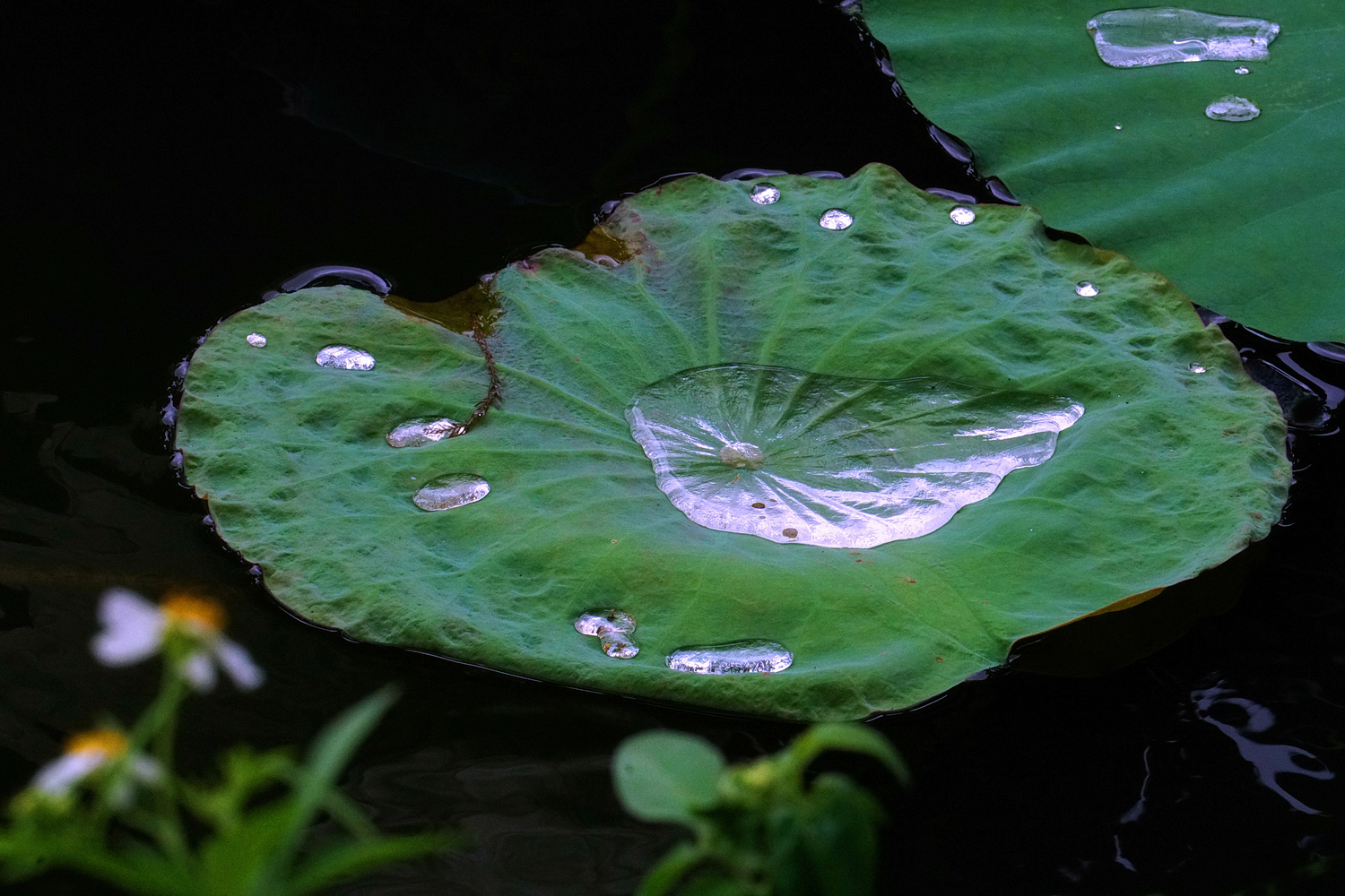 陳永鑑_荷系列_20260727e.JPG