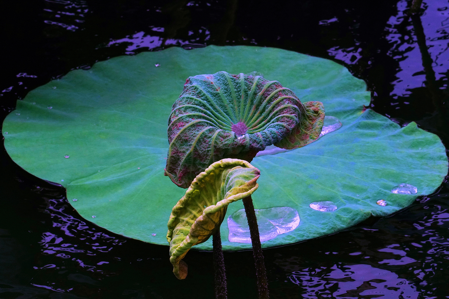 陳永鑑_荷系列_20260727i.JPG