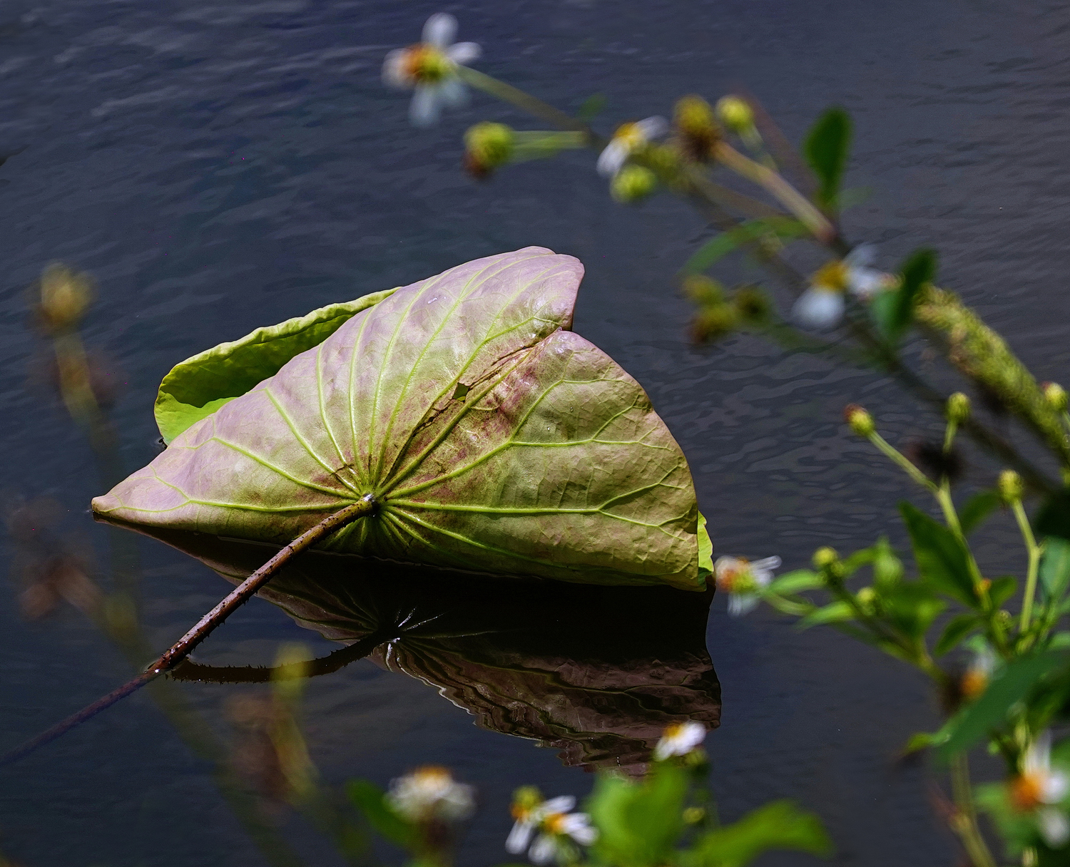 陳永鑑_荷系列_20260730b.JPG