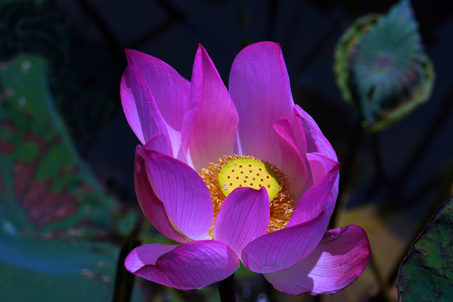 陳永鑑_荷系列_20260812d.JPG