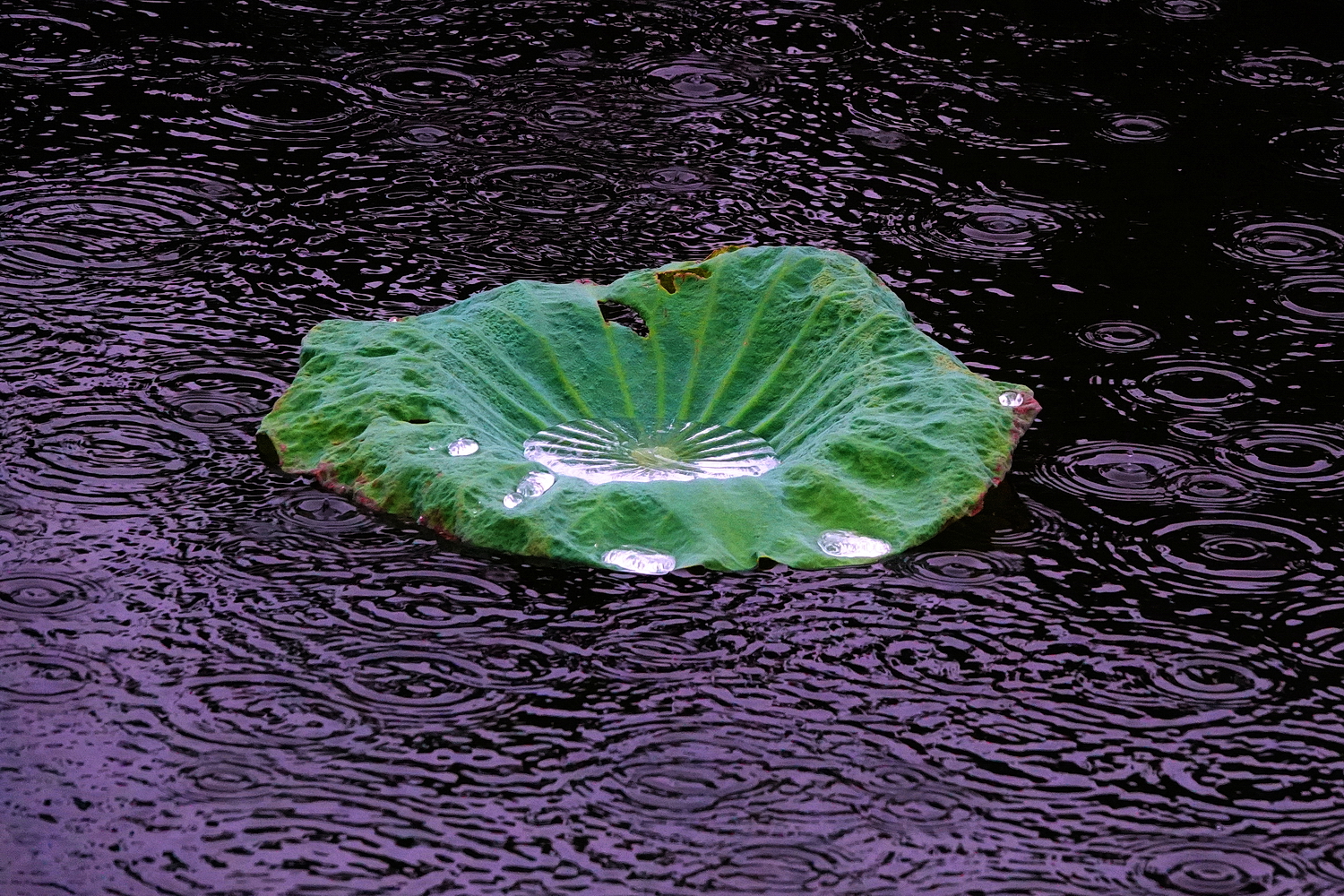陳永鑑_荷系列_20260816a.JPG