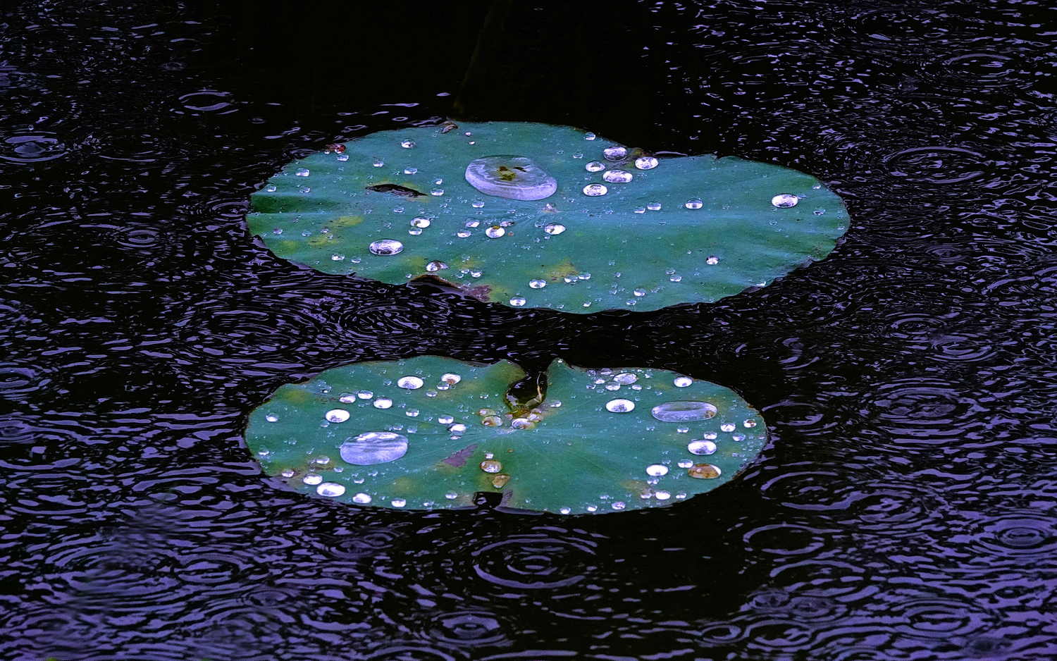 陳永鑑_荷系列_20260816d.JPG