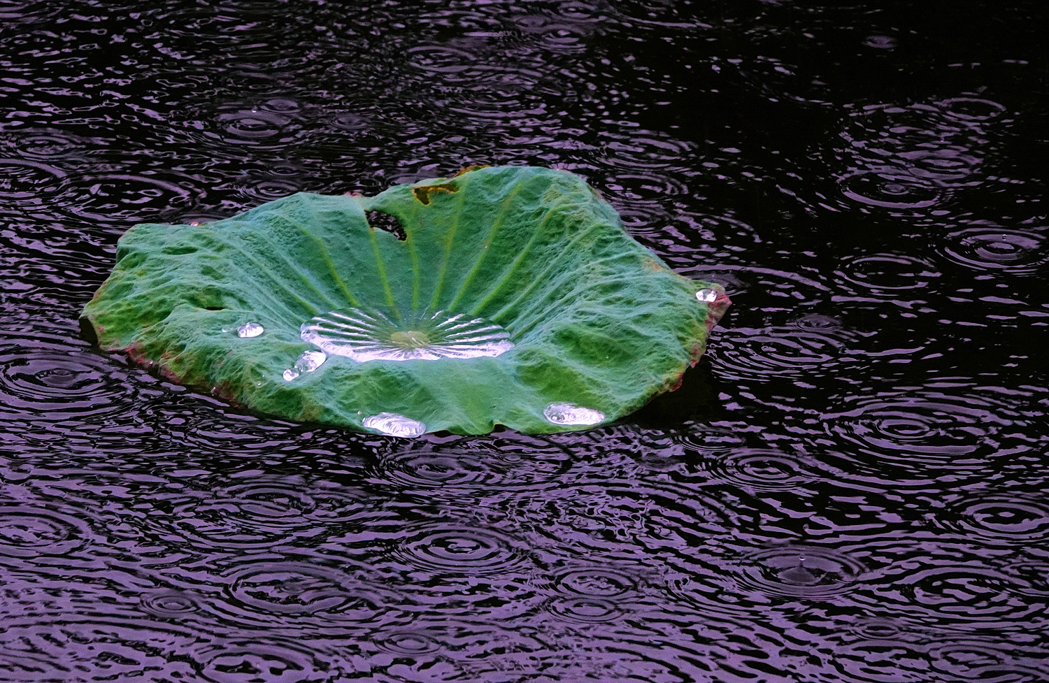 陳永鑑_荷系列_20260816b.JPG
