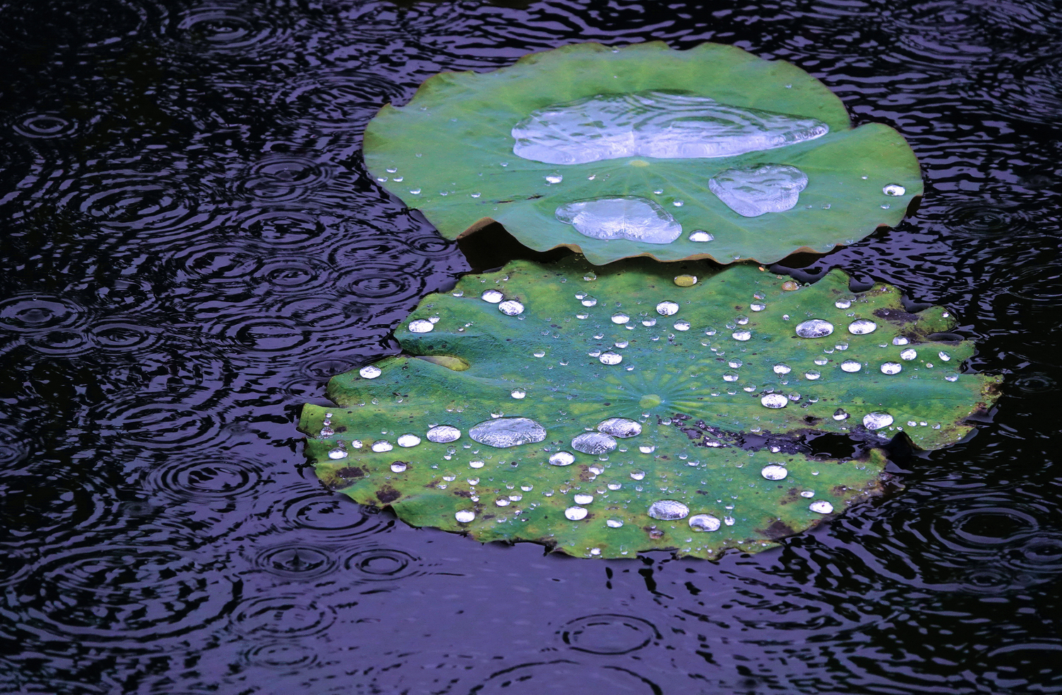 陳永鑑_荷系列_20260818e.JPG
