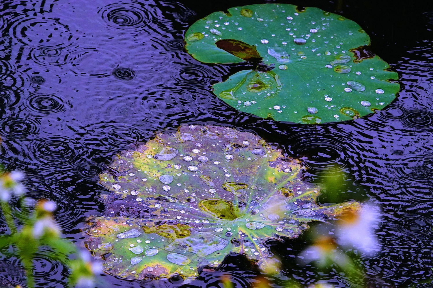 陳永鑑_荷系列_20260818g.JPG