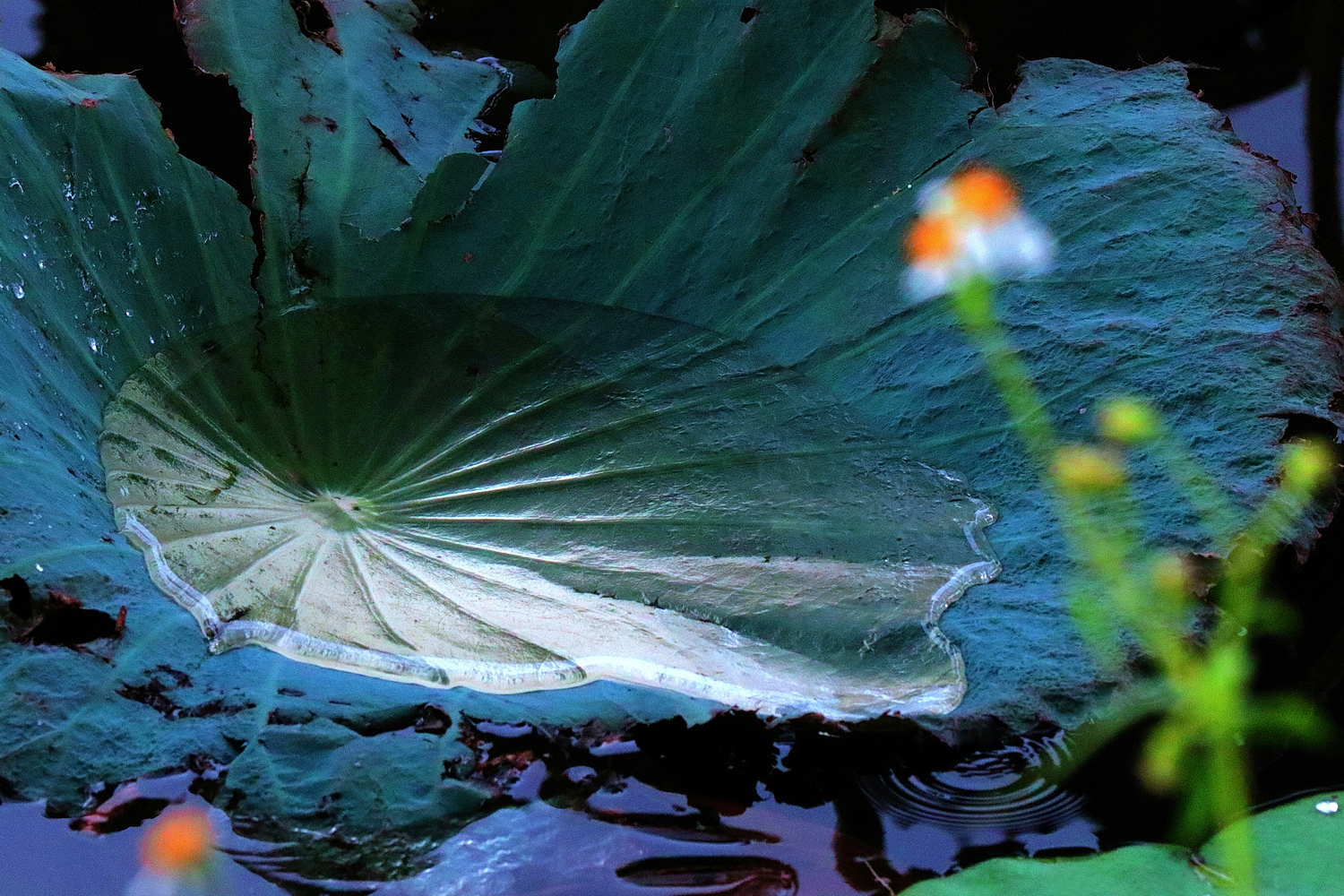 陳永鑑_荷系列_20260823o.JPG