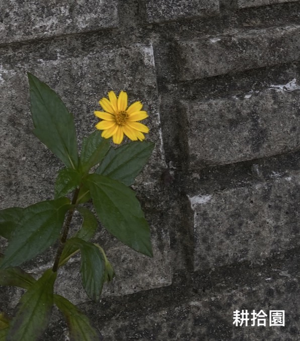 鄭育宏早安作品20250926.jpg