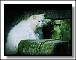 IMG_8690.JPG