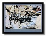 IMG_3866.jpg