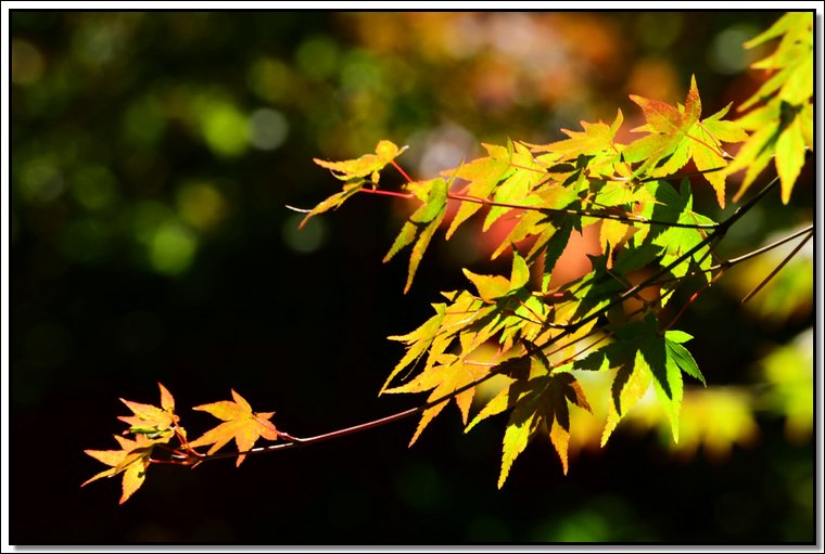 DSC_5869.jpg
