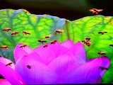 DSC_8648.jpg