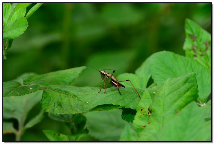 DSC_7963.JPG