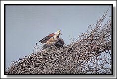 DSC_3385.jpg