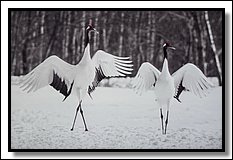 DSC_3530.jpg