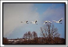 DSC_3533.jpg