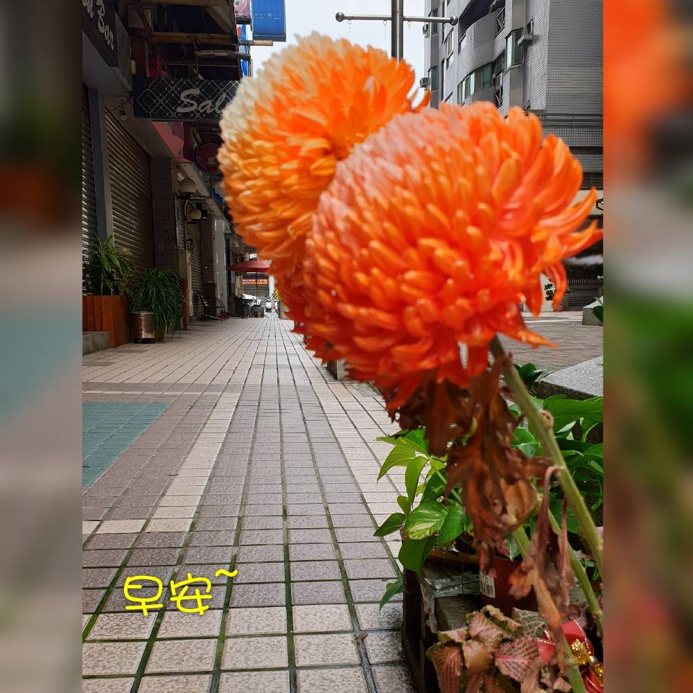 林於貴早安作品0423.jpg