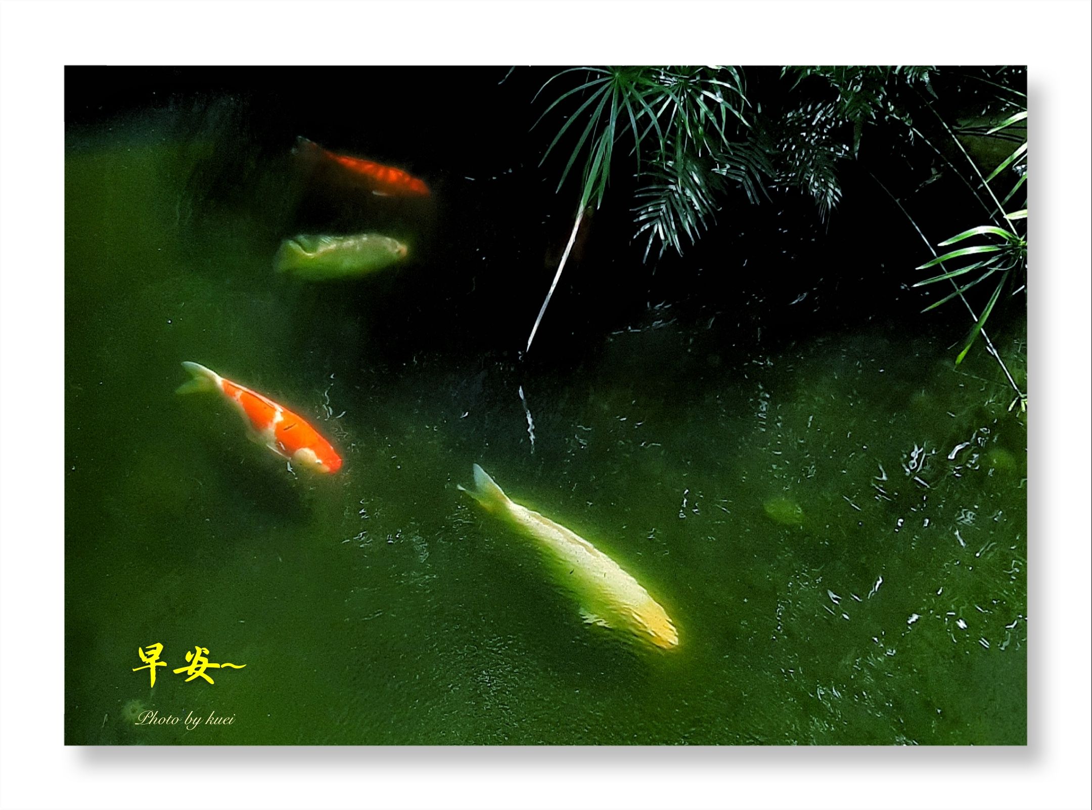 林於貴早安作品20190726.jpg