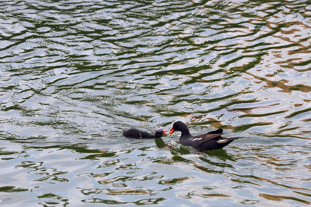 P8160079-8-12-.JPG