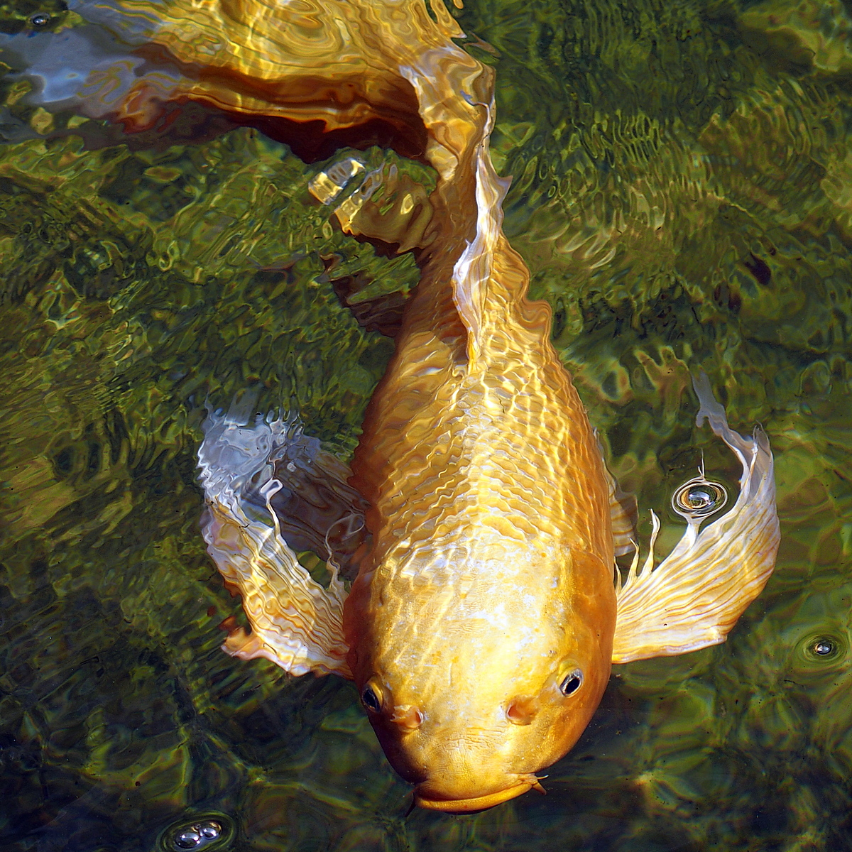 霸王金鯉  陳永鑑.jpg
