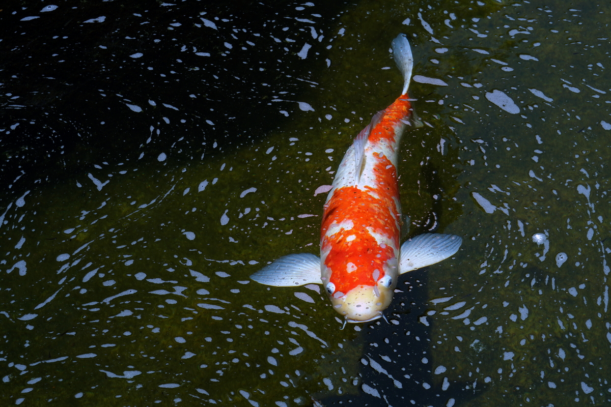 DSC00040-8-12-aaa.jpg