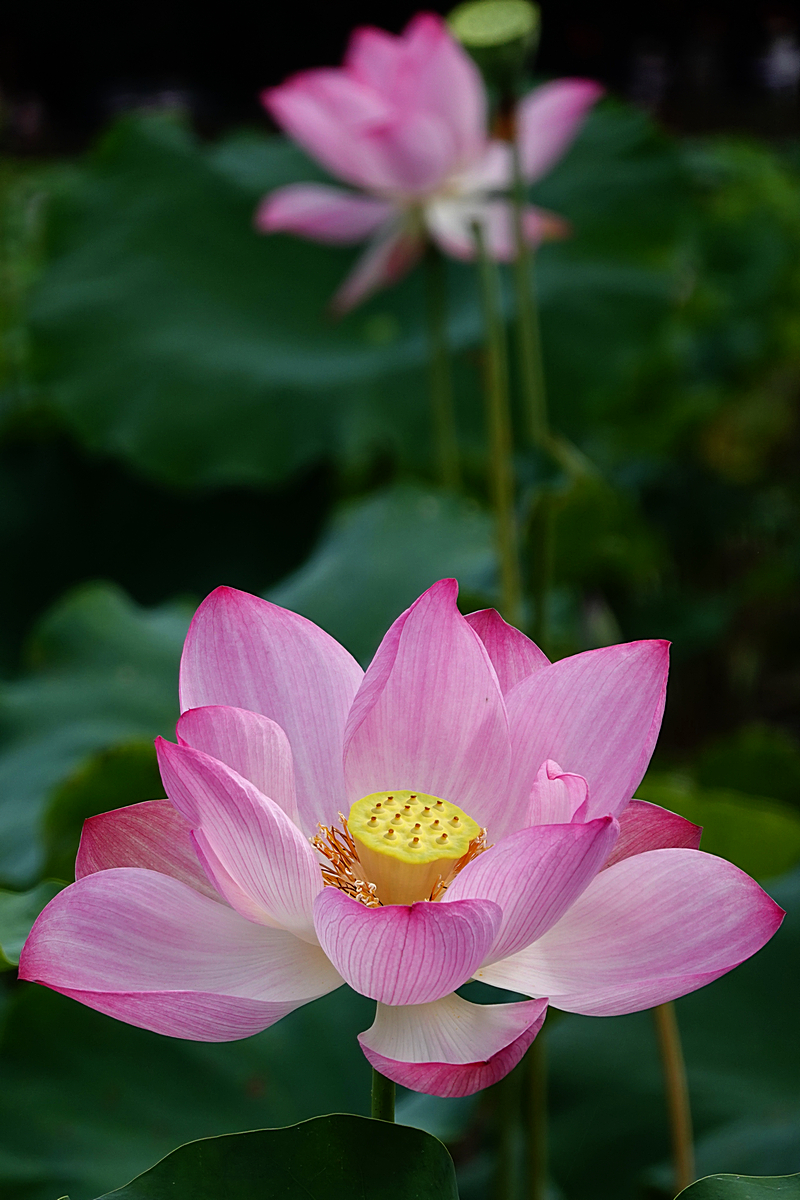 荷  陳永鑑.JPG