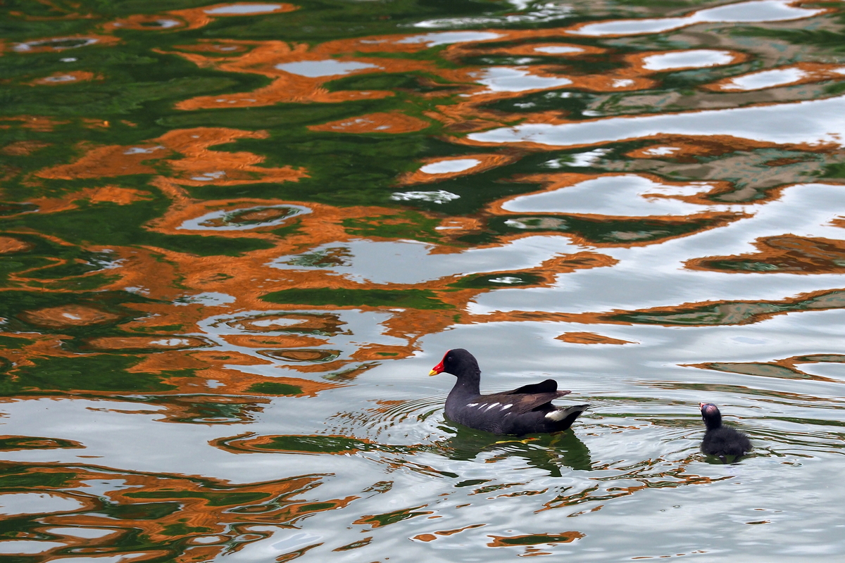 P8160082-8-12-.JPG