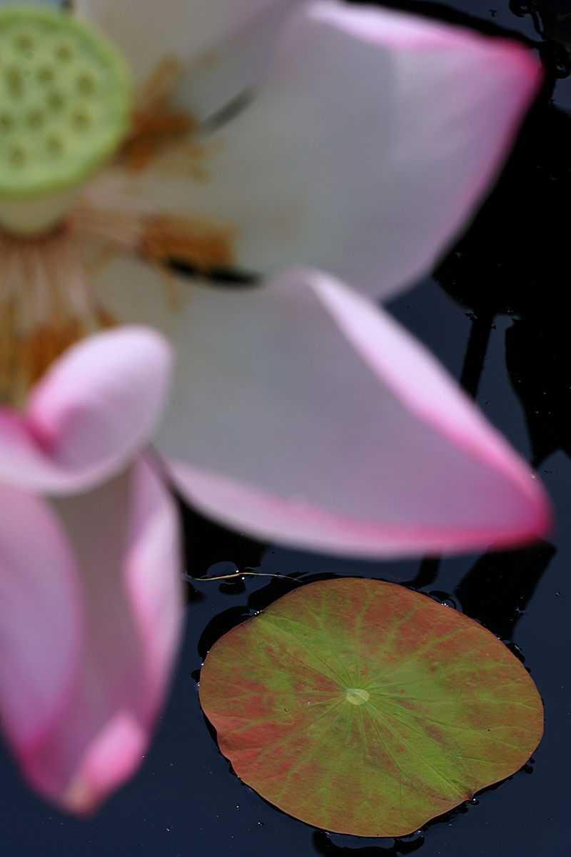 DSC02366-1.jpg