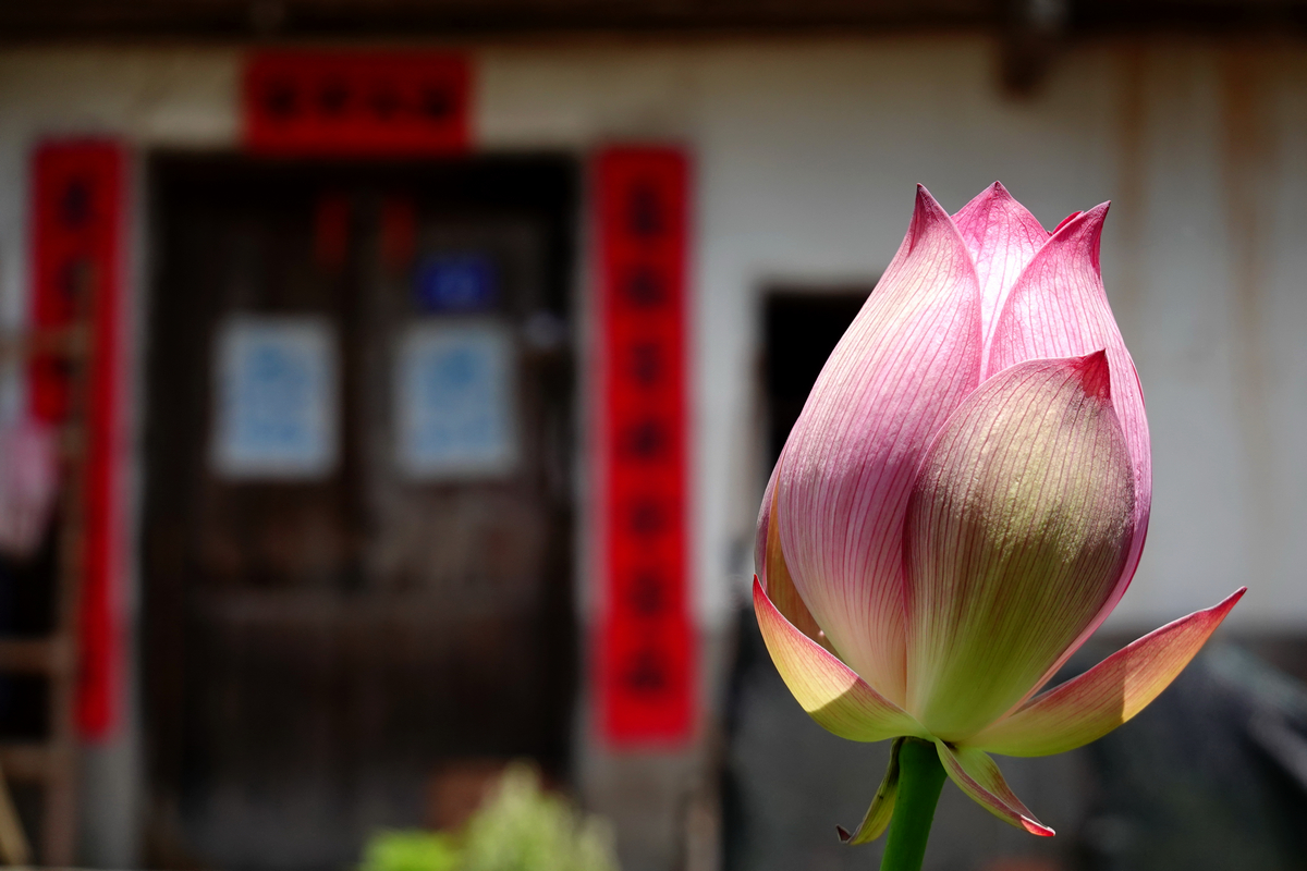 堂前荷花  陳永鑑.JPG